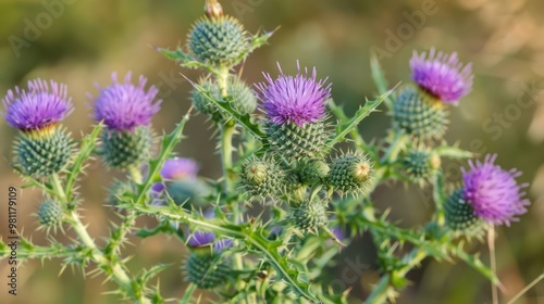 A close-up of a thistle plant with prickly leaves and purple flowers.