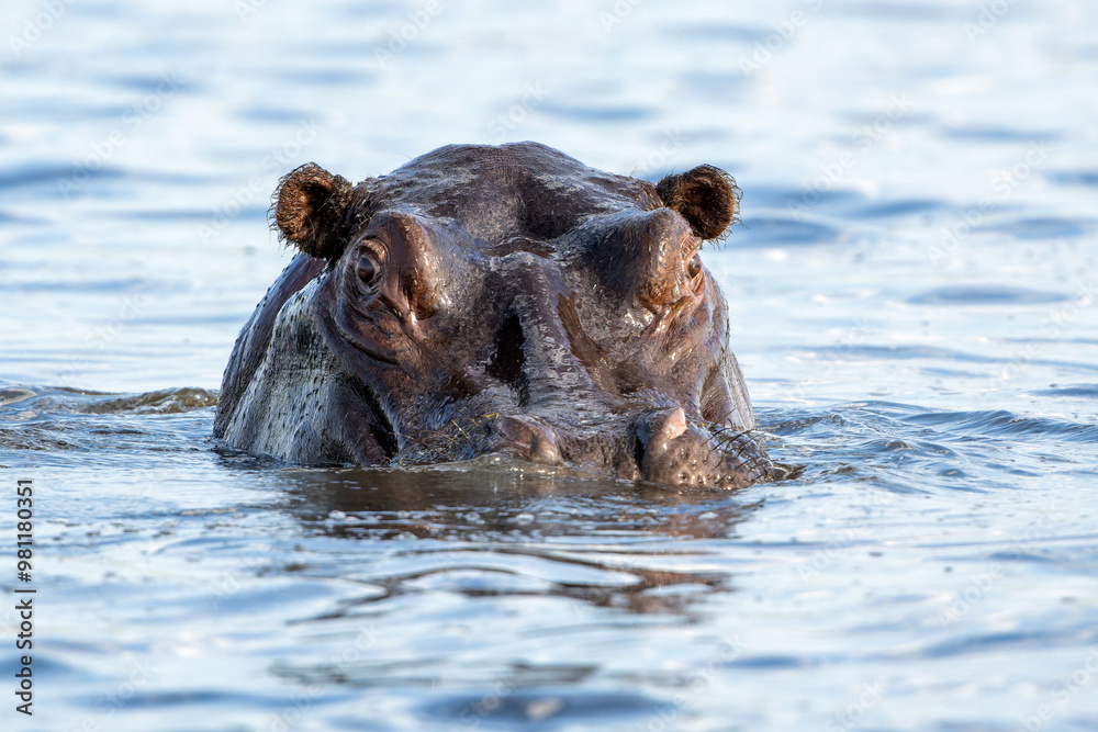 Fototapeta premium Hippopotamus in the Chobe River on the border between Botswana and Namibia. An aggressive hippo shows dominant behaviour. 