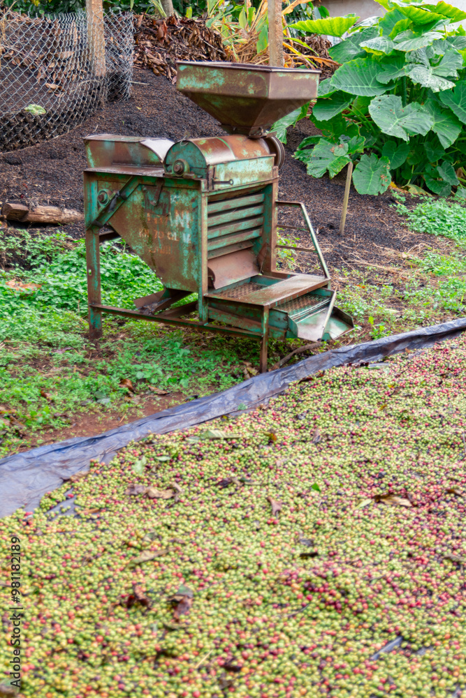 Coffee beans harvested in plantation and Sieve separator. Coffee beans harvested in plantation and Sieve separator.