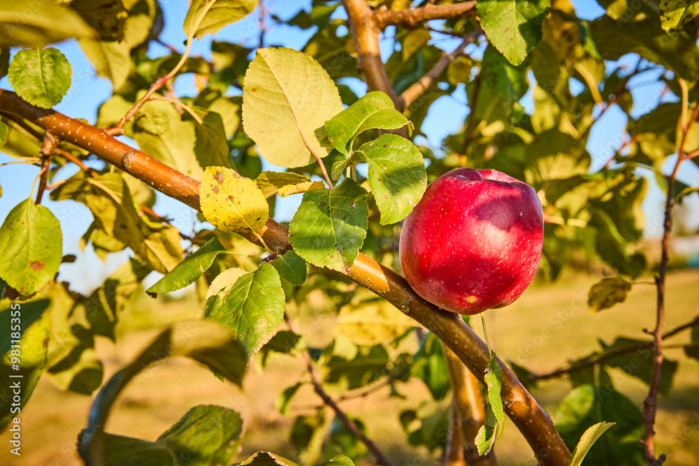 Ripe Red Apple in Orchard at Golden Hour Eye Level View Ripe Red Apple in Orchard at Golden Hour Eye Level View
