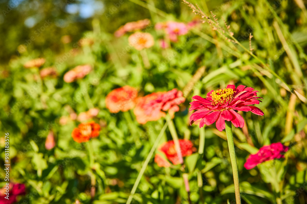 Vibrant Red Zinnia in Sunlit Garden with Eye-Level Perspective Vibrant Red Zinnia in Sunlit Garden with Eye-Level Perspective