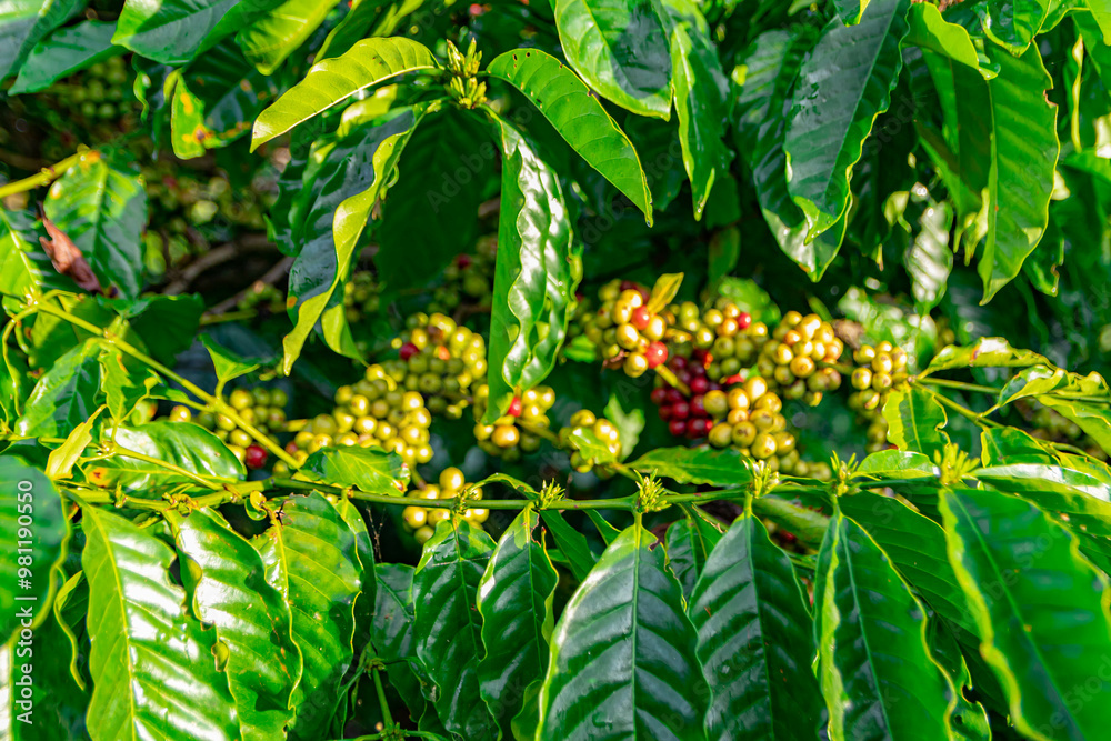 Obraz premium Raw robusta coffee beans on coffee tree plantation, Dak Lak, Vietnam.