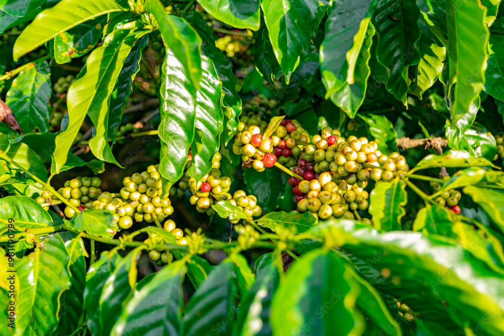 Raw robusta coffee beans on coffee tree plantation, Dak Lak, Vietnam. Raw robusta coffee beans on coffee tree plantation, Dak Lak, Vietnam.