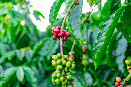 Raw robusta coffee beans on coffee tree plantation, Dak Lak, Vietnam. photo