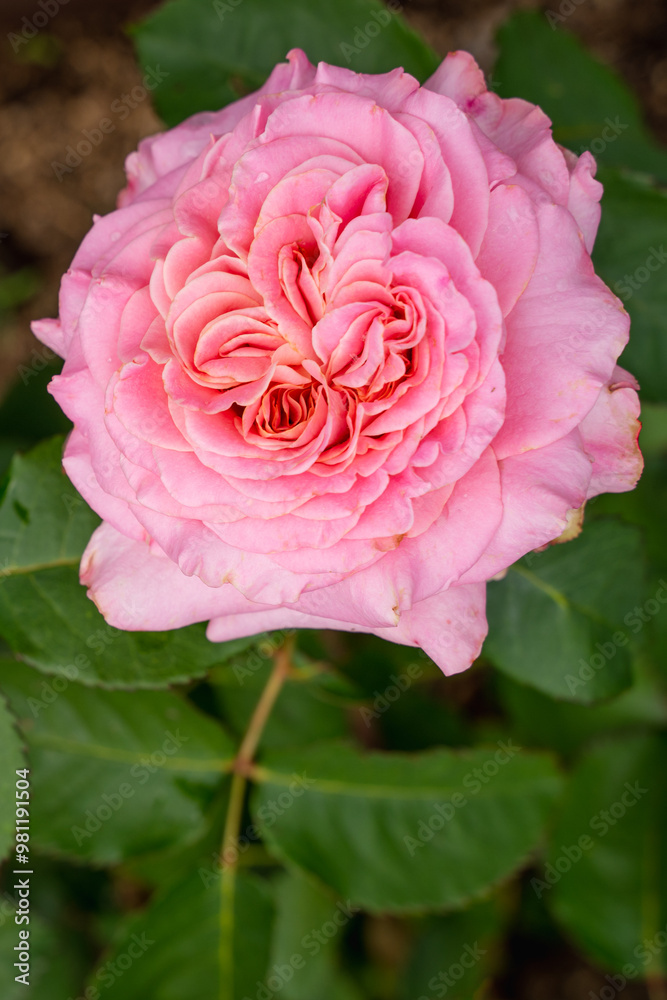 pink chic expensive luxurious peony rose with two centers grows in nature on a green background of leaves pink chic expensive luxurious peony rose with two centers grows in nature on a green background of leaves