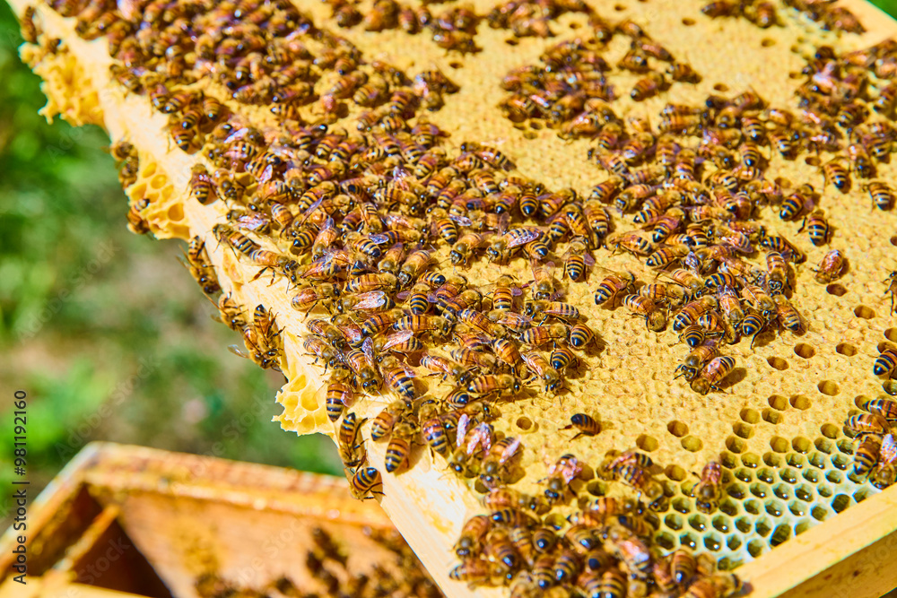 Busy Honeybee Hive on Comb in Motion Close-Up Busy Honeybee Hive on Comb in Motion Close-Up