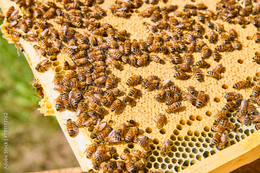Busy Bee Colony on Honeycomb in Brood Box Close-Up View Busy Bee Colony on Honeycomb in Brood Box Close-Up View