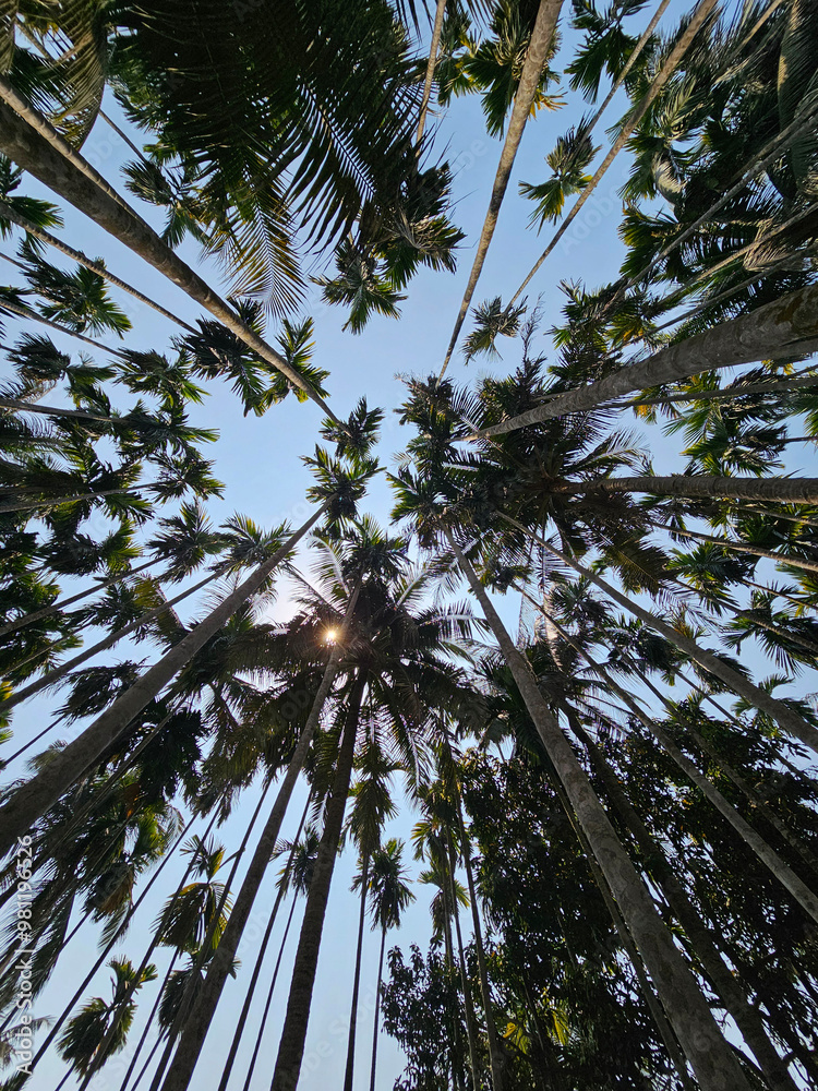 Tall palm trees densely packed against bright blue sky, bottom view, serene tropical atmosphere, Bangladesh.
