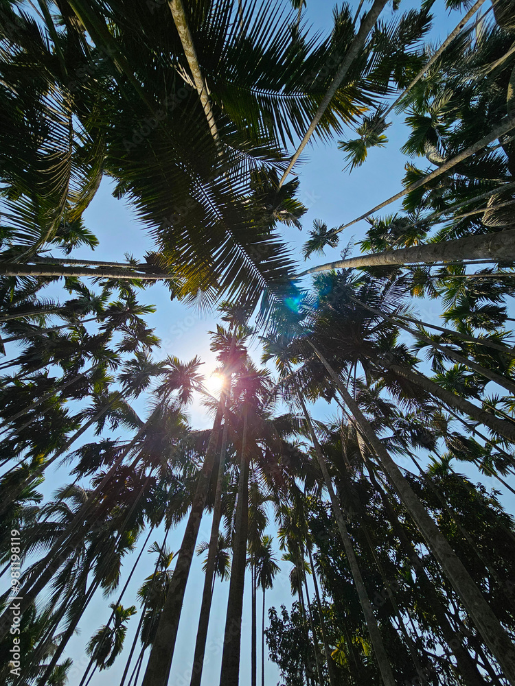 Tall palm trees densely packed against bright blue sky, bottom view