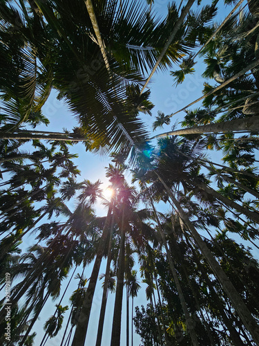 Obraz na płótnie Tall palm trees densely packed against bright blue sky, bottom view w salonie