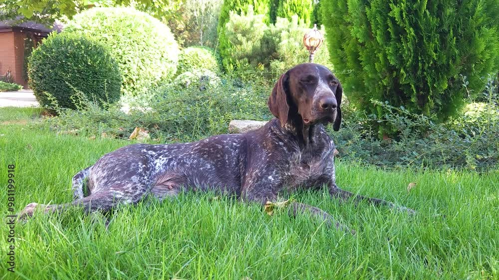 Brown shorthaired pointer with white spots lies on the green lawn in the yard