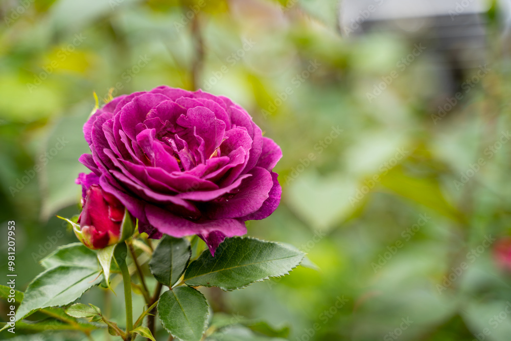 Fototapeta premium beautiful, rich, expensive, chic purple lush rose with green leaves