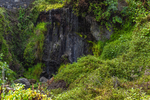 Playa de Castro, tall palm trees, banana trees, black volcanic sand, landscape of the coast of Tenerife,