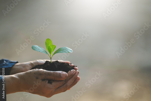 Seedling in hand
Concept of World Environment Day and Sustainability on blurred nature background photo