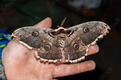 giant peacock moth in little hand