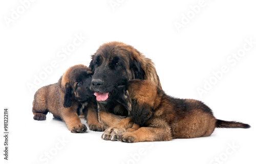 puppies Leonberger and mother in studio