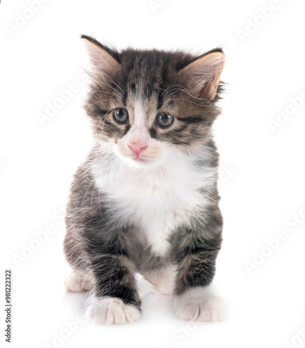 young Kurilian Bobtail in studio