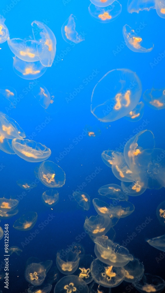 Fototapeta premium Jellyfish