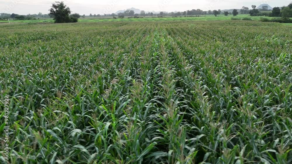 Corn field of green corn stalks and tassels, aerial drone photo above corn plants. High quality photo Corn field of green corn stalks and tassels, aerial drone photo above corn plants. High quality photo