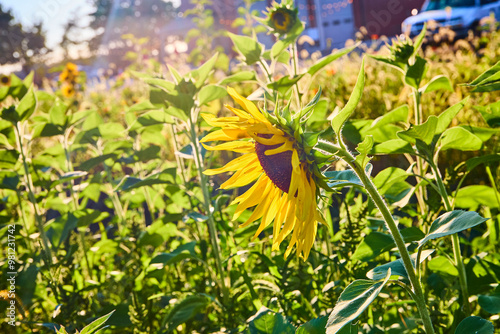 Sunflower Garden in Sunlight with Suburban Background Eye-Level Perspective photo