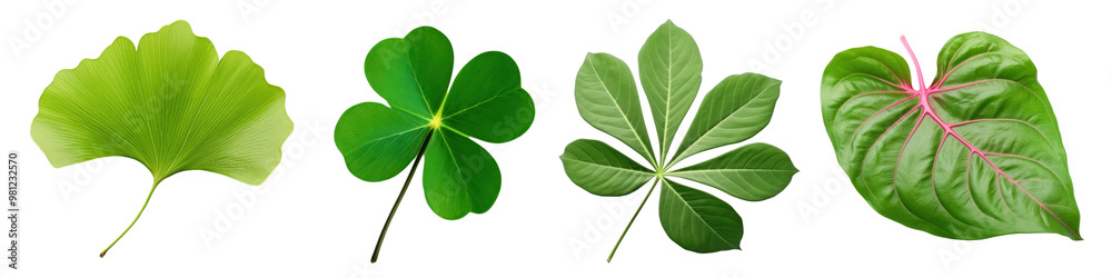 Green leaf png cut out element set Green leaf png cut out element set