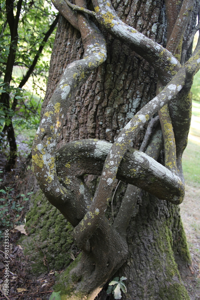 Tronc liane enlacé autour d'un arbre dans une forêt