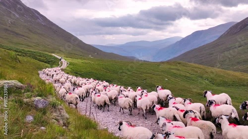 trailing of the sheep in scotland on west highland way trail
