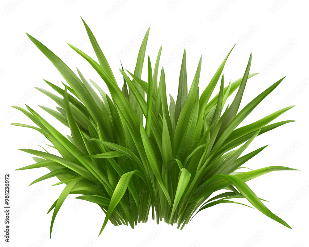 Fototapeta premium Green grass Isolated on Transparent Background