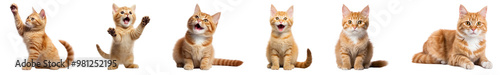 Orange cat png cut out element set