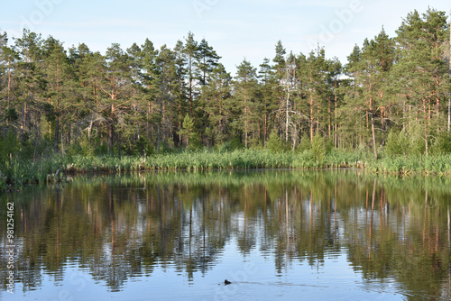 Küken schwimmt in einem einsamen See in Schweden