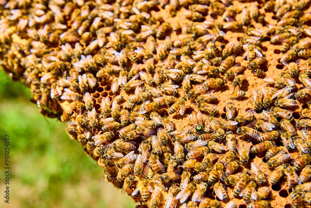 Honeybees on Honeycomb Working in Harmony Close Up Honeybees on Honeycomb Working in Harmony Close Up
