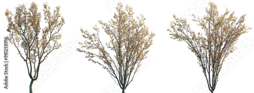 Fotografi Set of Malus micromalus (common name Kaido Crab Apple) blossoming trees isolated