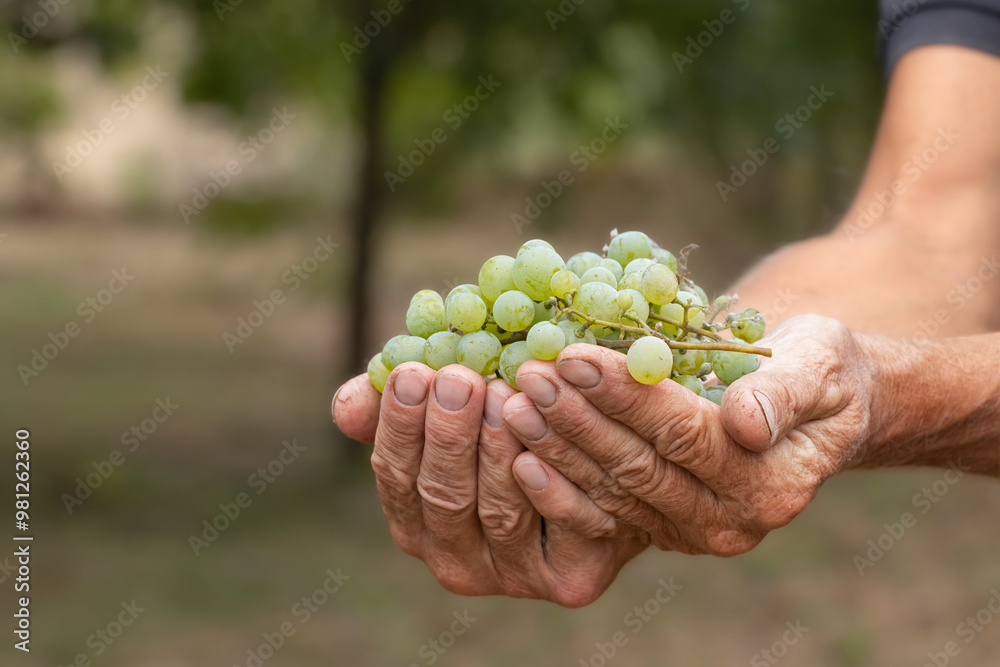 Grapes harvest. Farmers hands with freshly harvested grapes. Grapes harvest. Farmers hands with freshly harvested grapes.
