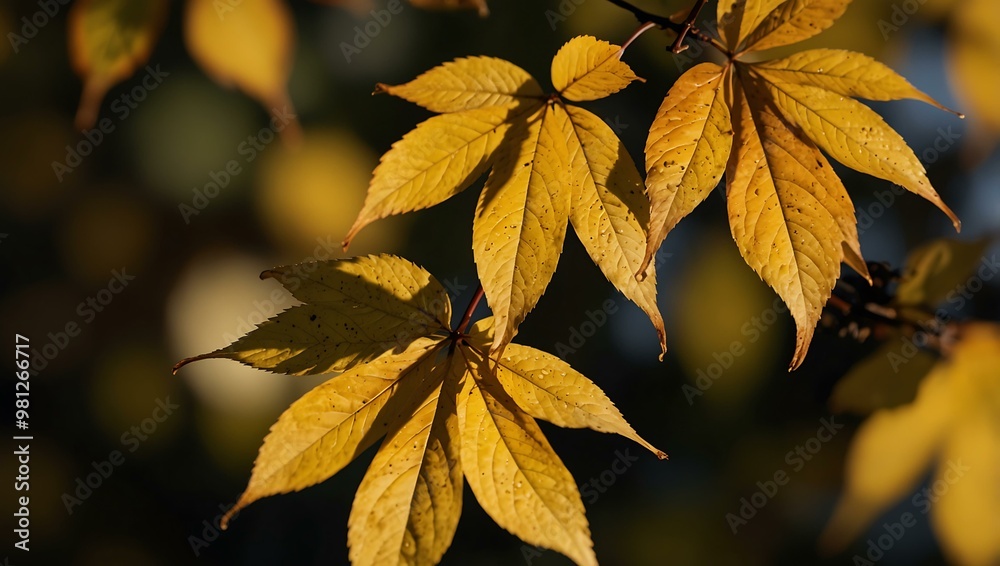 Close-up of autumn leaves with golden evening light. Close-up of autumn leaves with golden evening light.