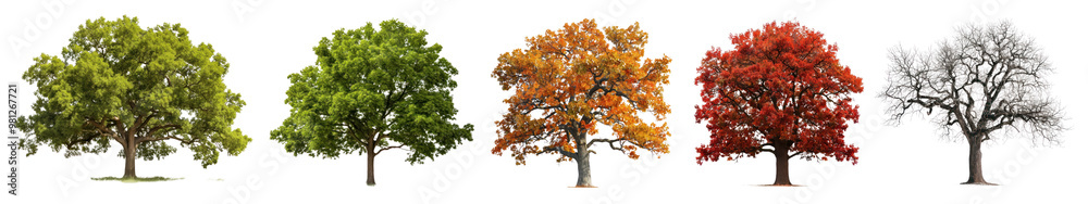 Oak tree png cut out element set Oak tree png cut out element set