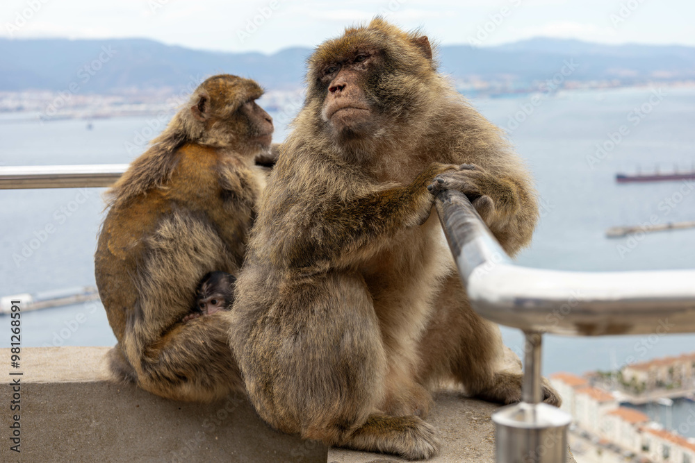 Naklejka premium Barbary monkey family on the Rock of Gibraltar.