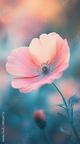 Soft pastel flower with blurred background, dreamy