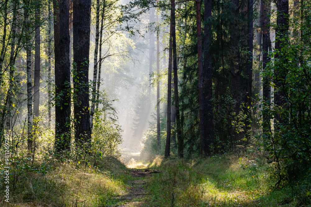Poranek w Puszczy Knyszyńskiej, Podlasie, Polska