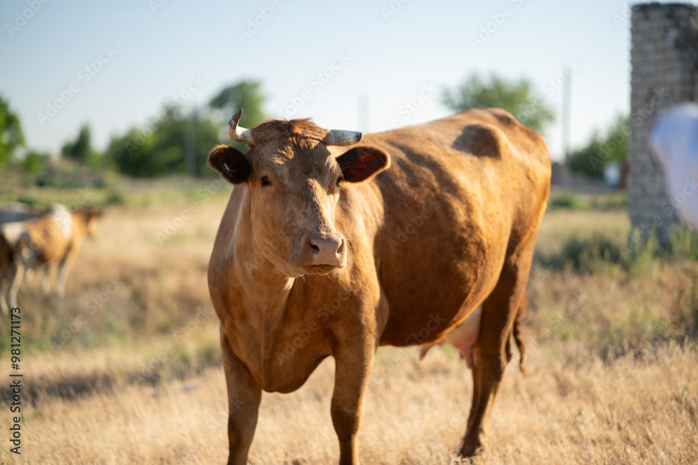 cow stands in a field of grass. The cow is looking at the camera, and there is a line of trees in the background cow stands in a field of grass. The cow is looking at the camera, and there is a line of trees in the background