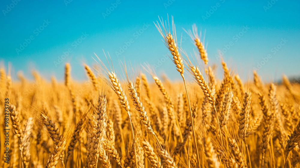 Fototapeta premium A vast field of golden wheat swaying gently in the breeze under a bright blue sky