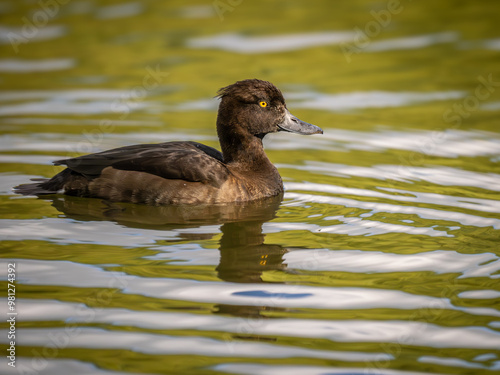 Female Tufted Duck on a Lake