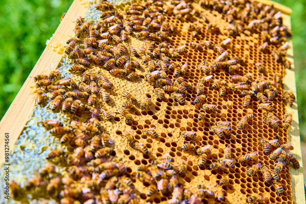Bees on Honeycomb in Hive Closeup with Golden Sunlight Bees on Honeycomb in Hive Closeup with Golden Sunlight