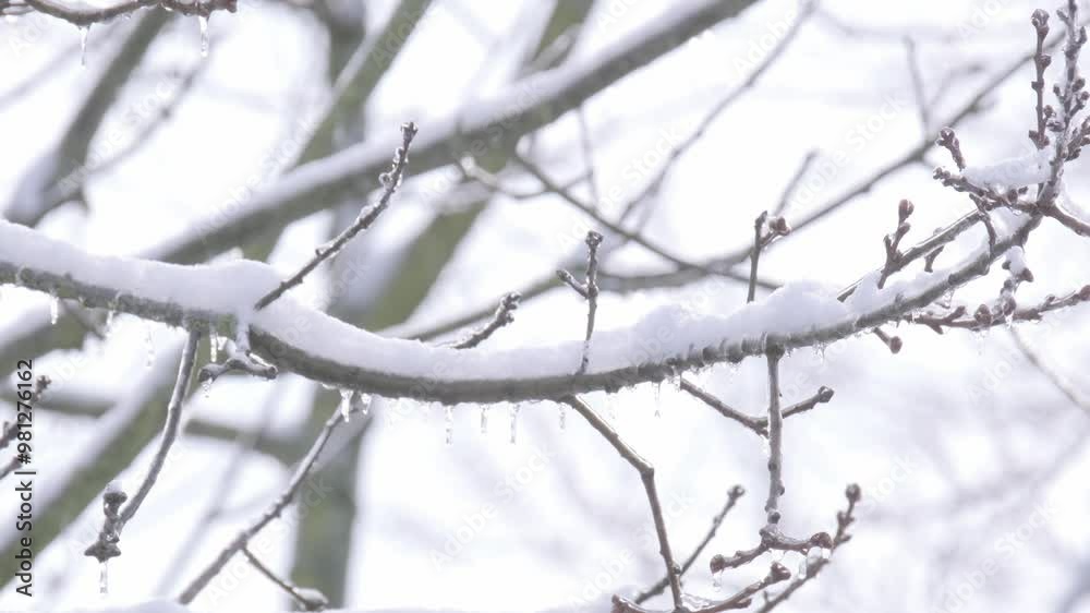 beautiful crystal frost on foliage and tree branches, frosty morning, winter weather concept, beauty of nature, background for wallpaper beautiful crystal frost on foliage and tree branches, frosty morning, winter weather concept, beauty of nature, background for wallpaper