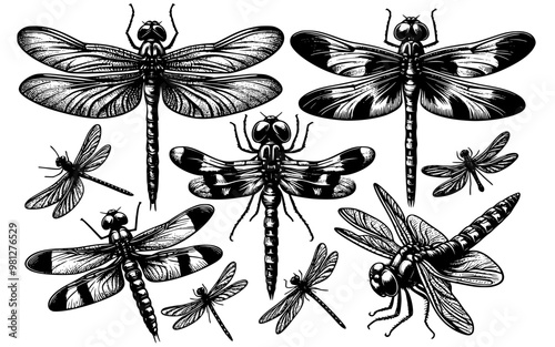 set of black and white dragonflys, isolated dragonfly hand drawn graphic illustration vector.