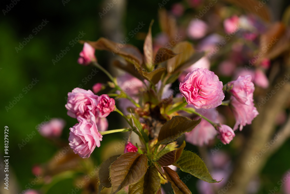 Nature fruit garden background with pink cherry flowers Nature fruit garden background with pink cherry flowers