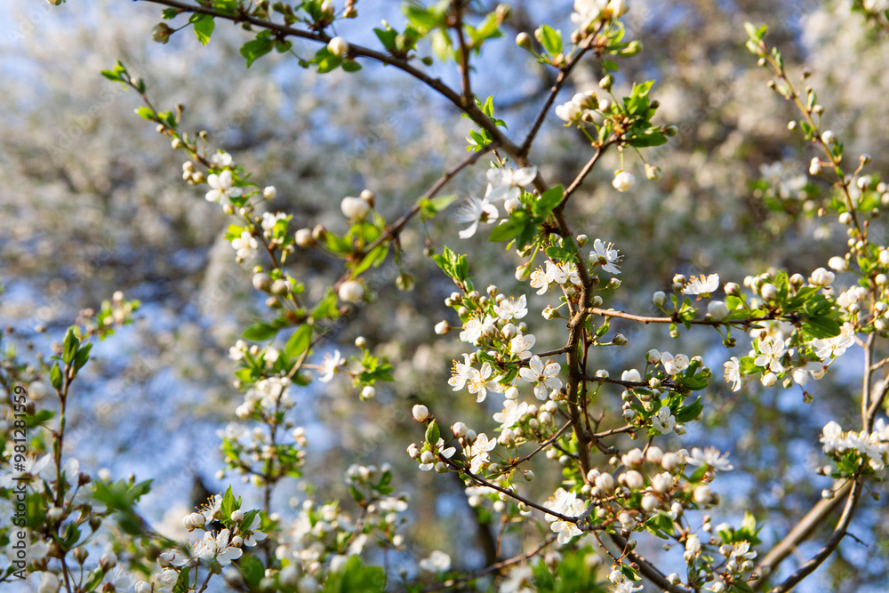 Spring landscape with white blooming flowers and blue sky nature background Spring landscape with white blooming flowers and blue sky nature background