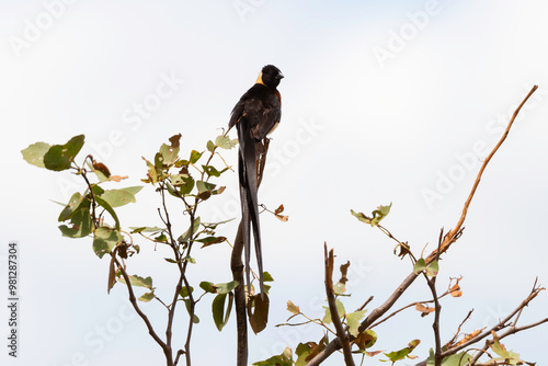 Veuve nigériane, Veuve nigérienne, Vidua interjecta,  Exclamatory Paradise Whydah photo