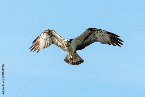 Balbuzard pêcheur, Pandion haliaetus, Western Osprey photo