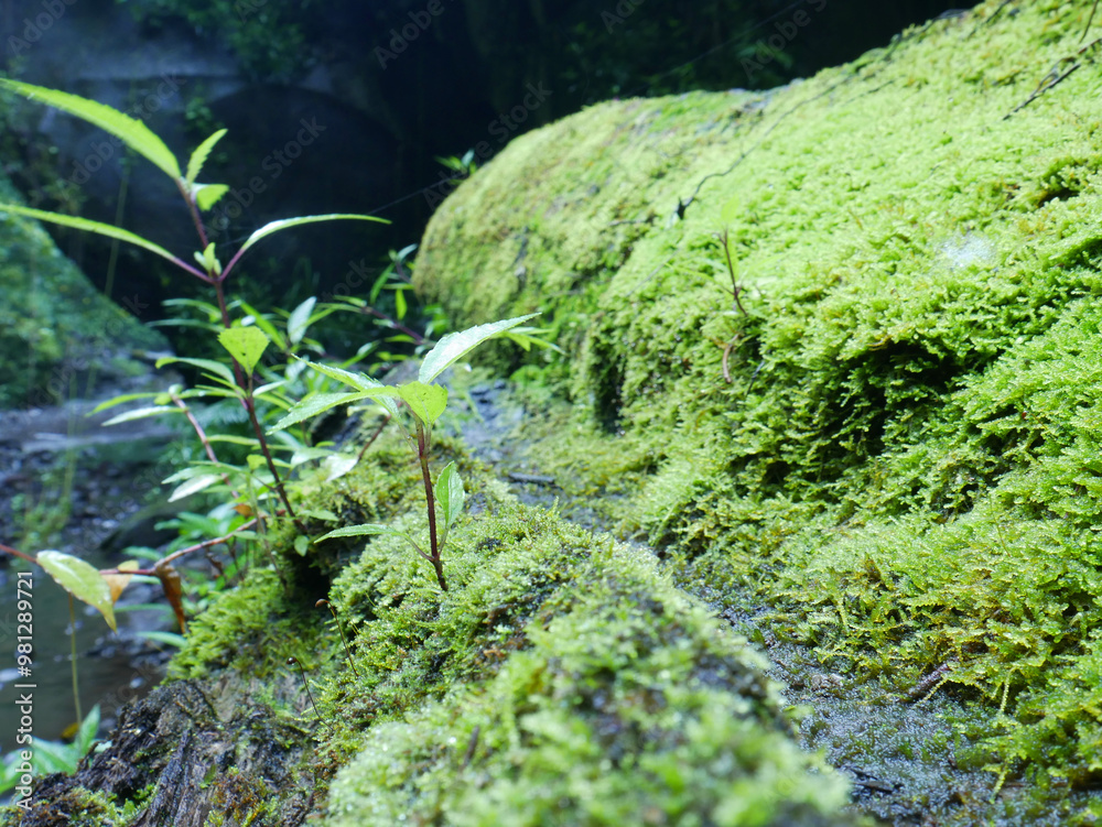 Beautiful green moss on the rock. Beautiful green moss on the rock.