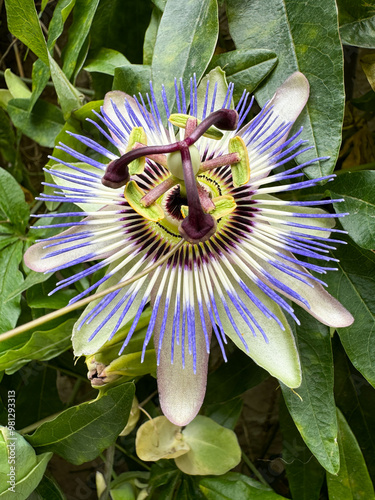 close up of a beautiful passion flower